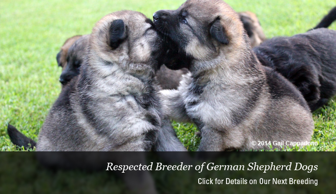 german shepherd puppies for sale in ma german shepherd puppies pups german shepherd breeder ma nh german breeds picture german shepherd puppies for sale in ma german shepherd puppies pups german shepherd breeder ma nh german breeds picture